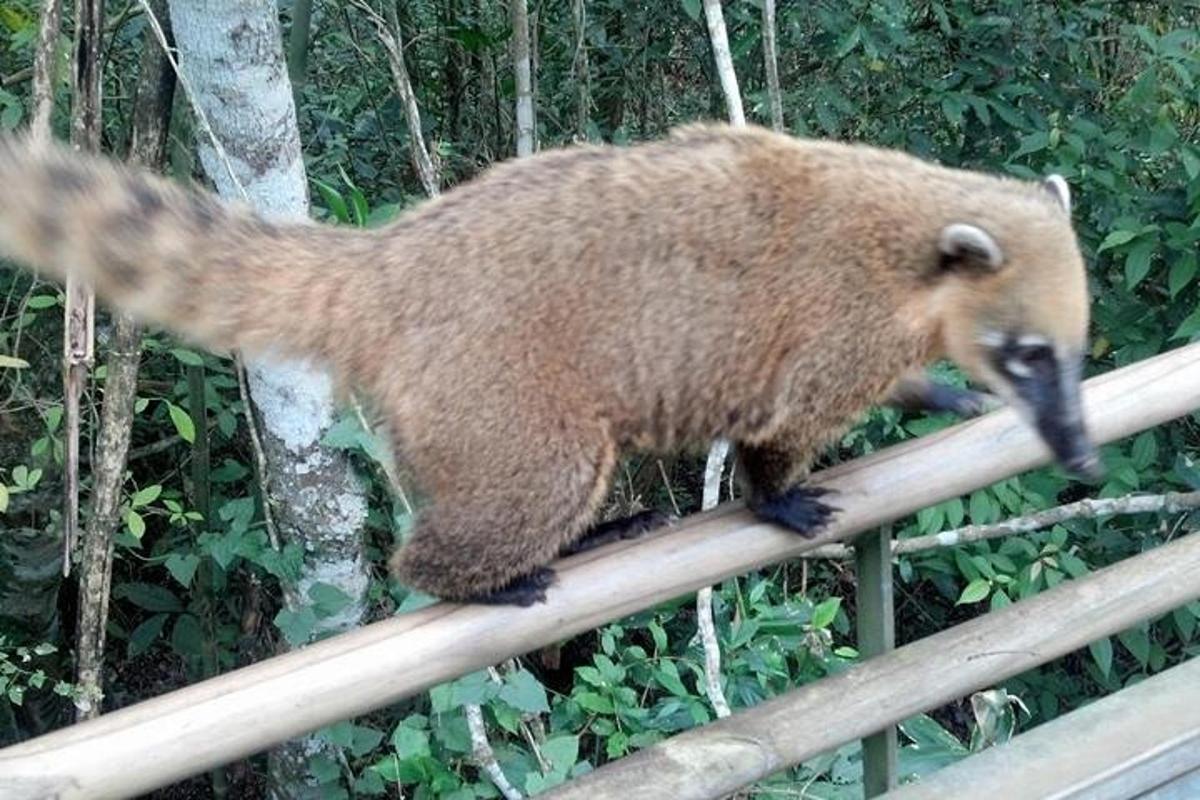 Un oso pardo caminando sobre una barandilla