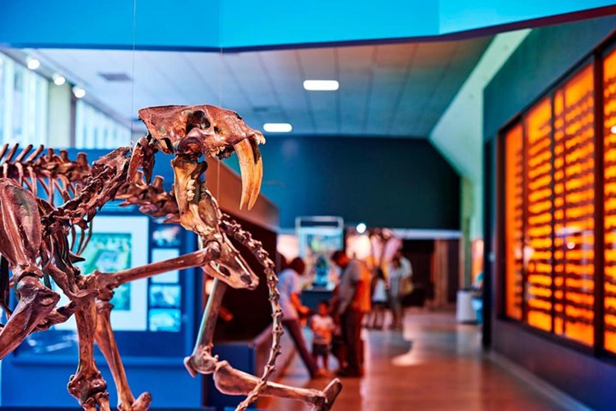 a skeleton of a dinosaur on display in a museum