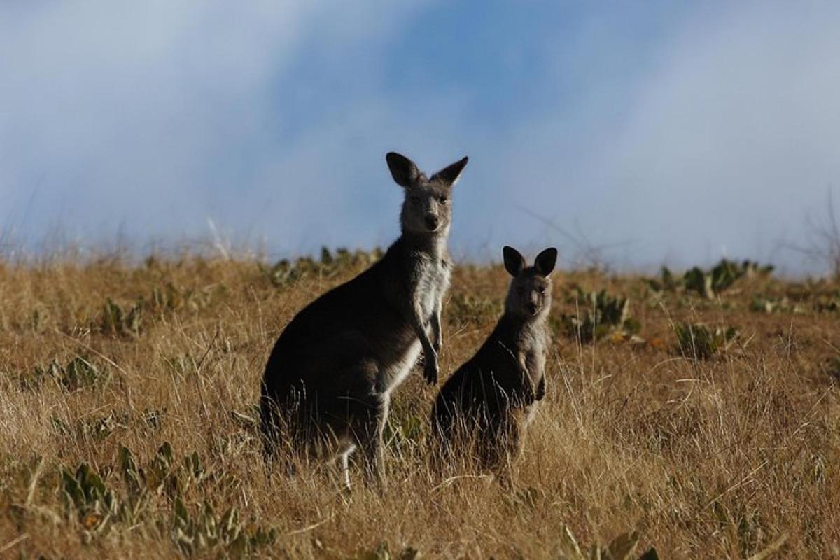 two kangaroos standing in a field of grass