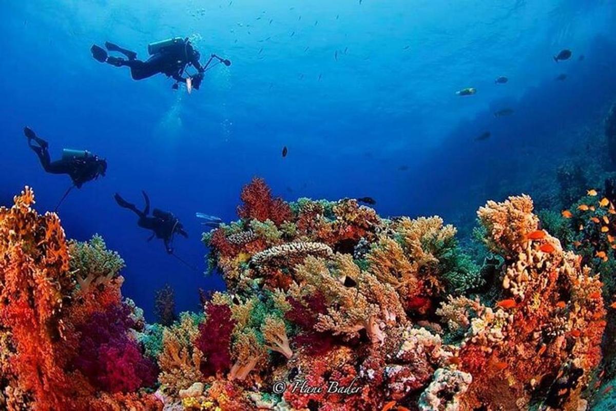 duas pessoas mergulhando sobre um recife de coral