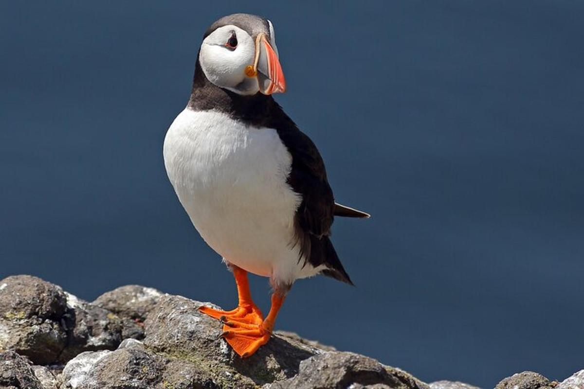 a bird with an orange beak standing on a rock
