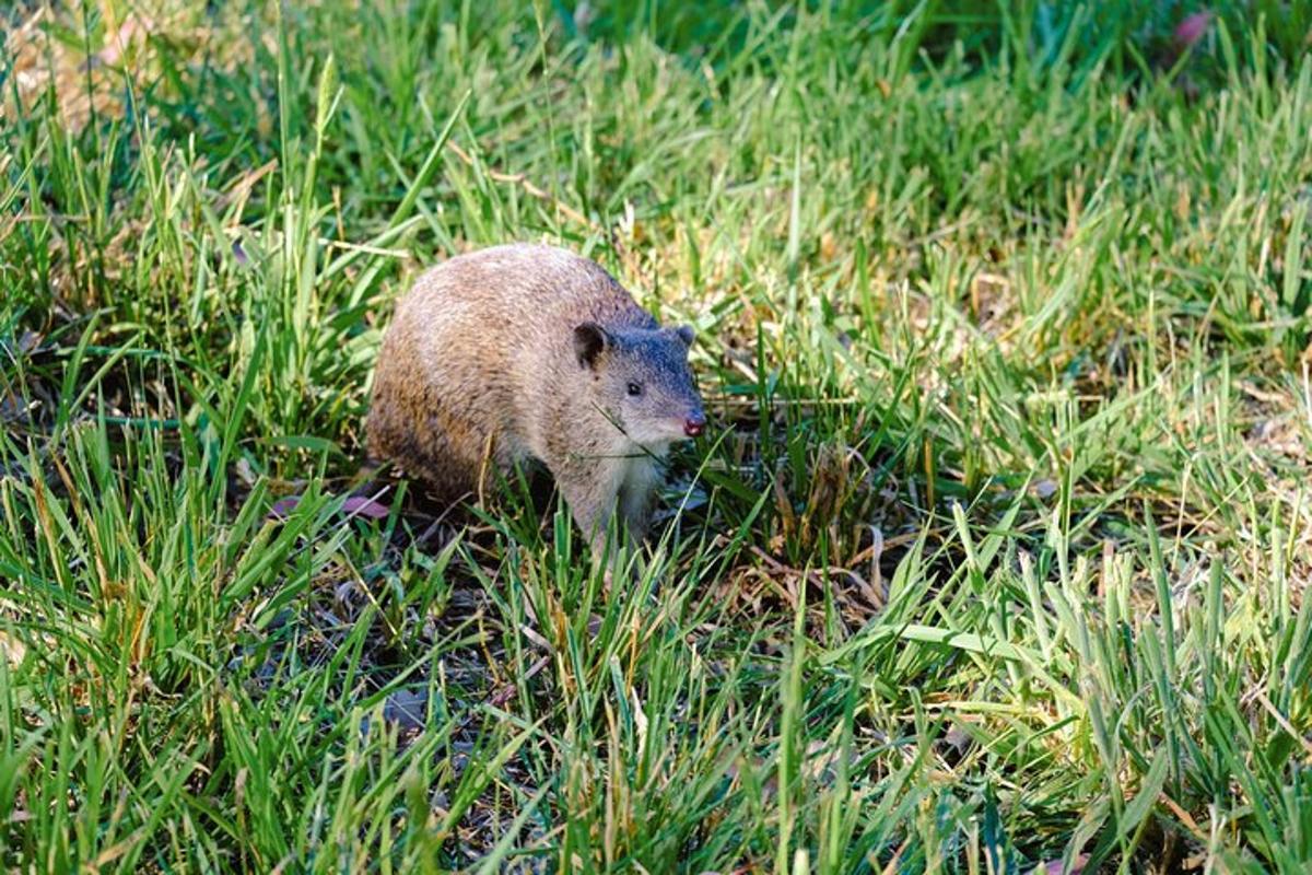a small animal walking through a field of grass