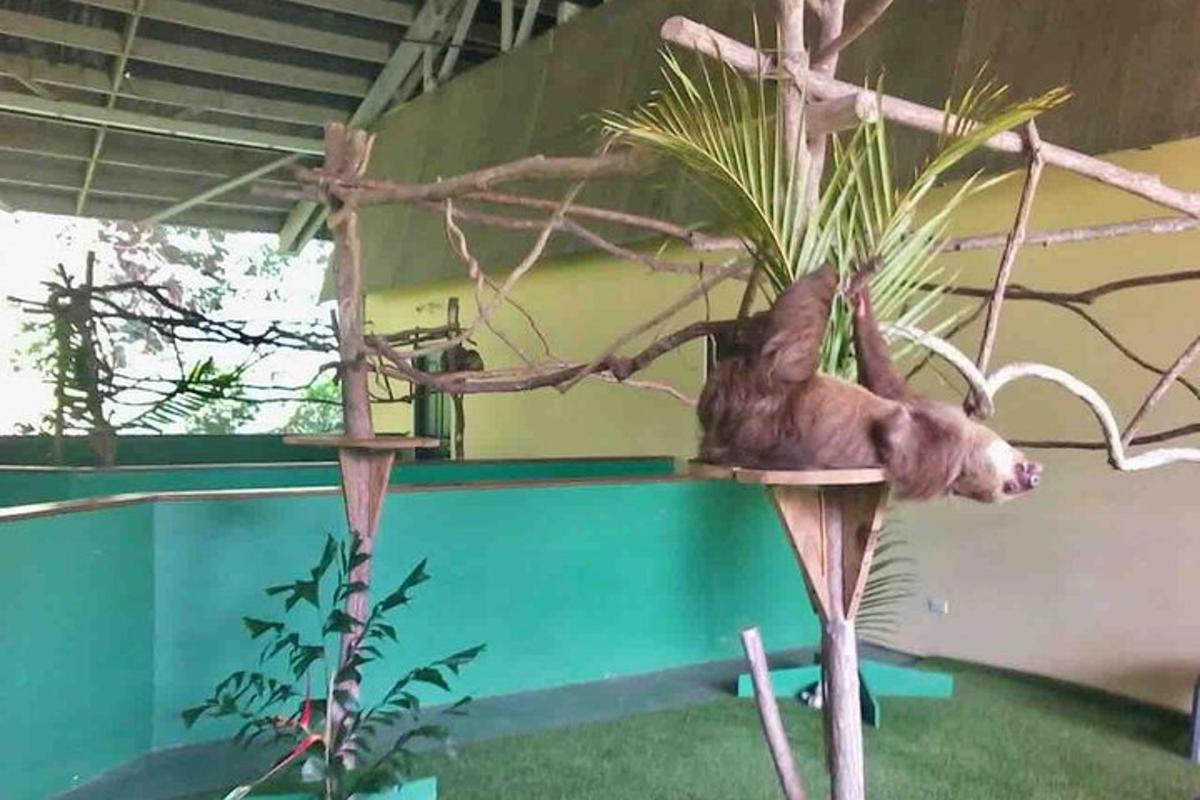 un câine așezat pe un suport lângă o plantă