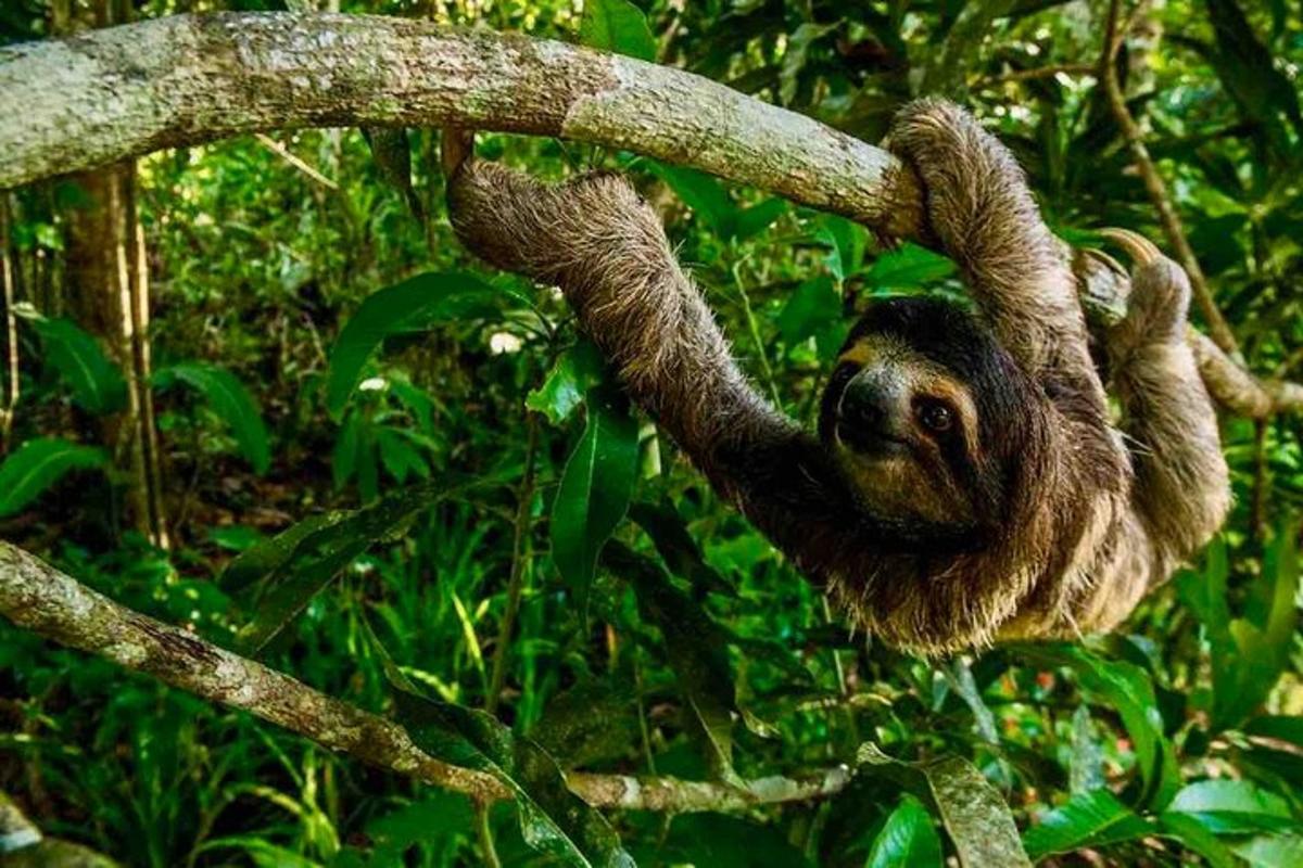 a sloth hanging from a tree branch