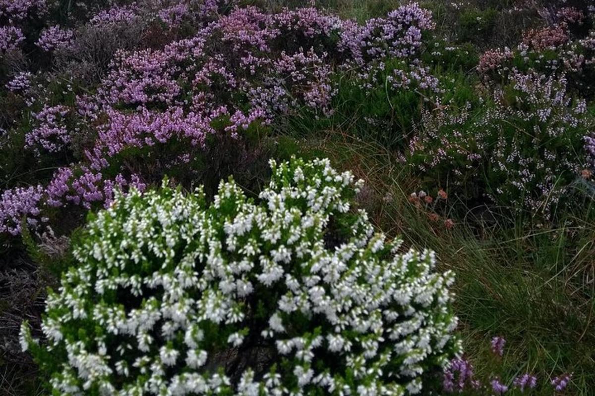 a field of flowers with white and purple
