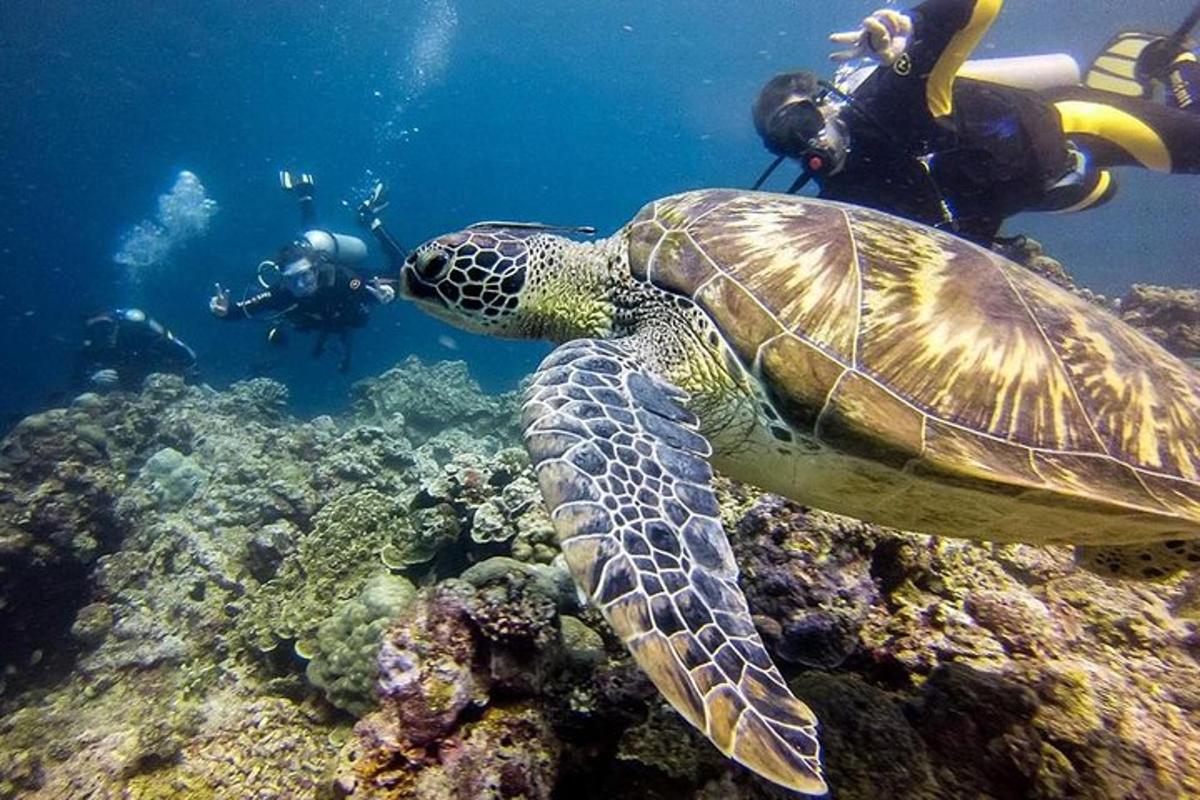 seekor penyu di lautan dengan dua orang di bawah air