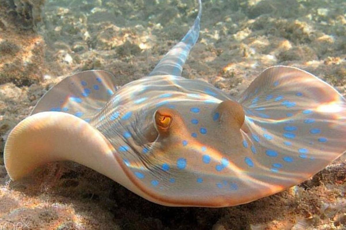 a large sea shell laying in the water