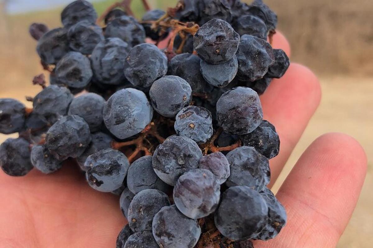 a hand holding a bunch of blue grapes