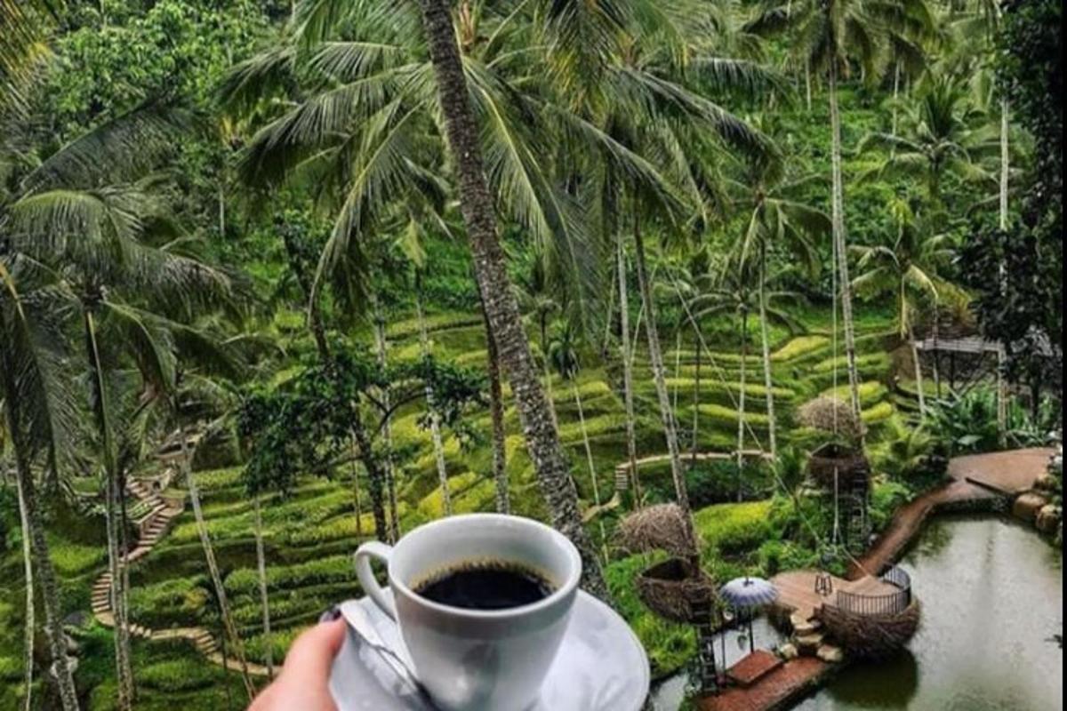 a person holding a cup of coffee in front of a palm tree