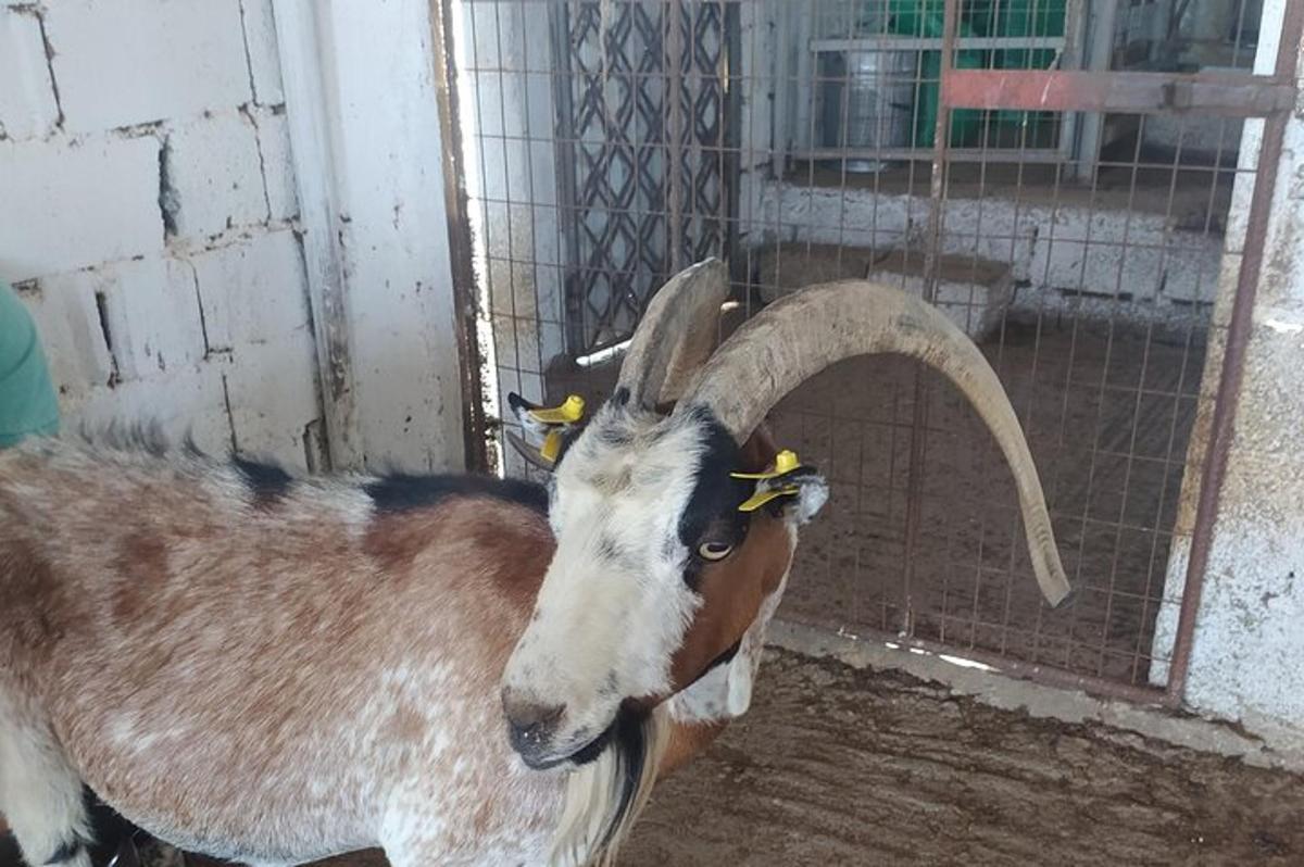 עז עם קרניים ארוכות עומדת בכלוב