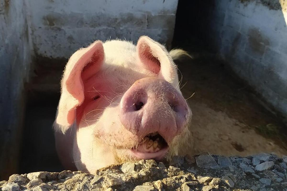 свиња која вири главу преко гомиле камења