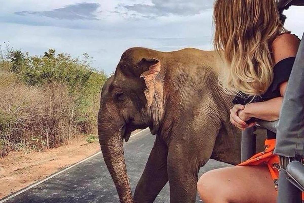 a young elephant walking down a road with a woman