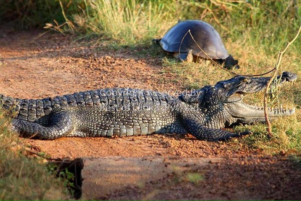 a large alligator laying on the ground next to aphaltphaltphaltphaltphalt