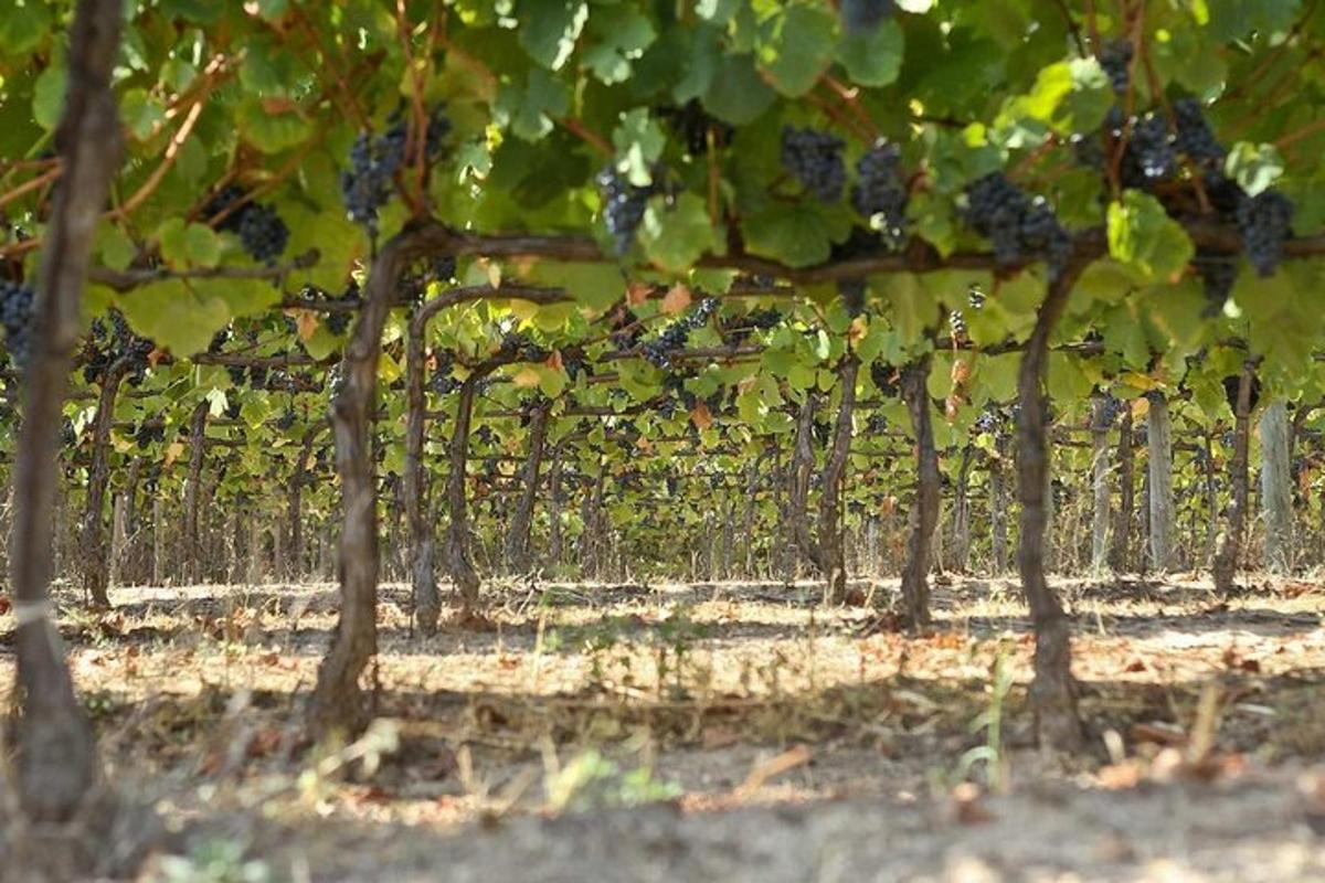 una fila di alberi d'uva in un vigneto