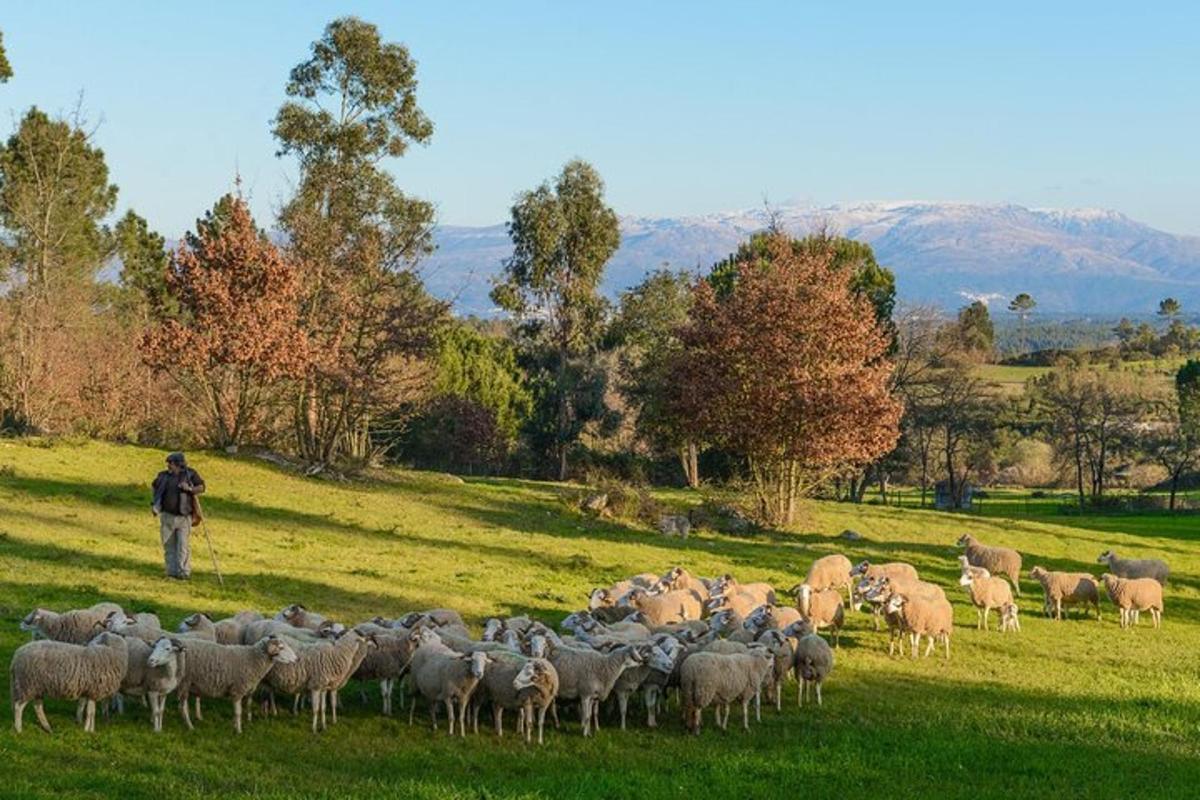 un gregge di pecore in piedi in un campo