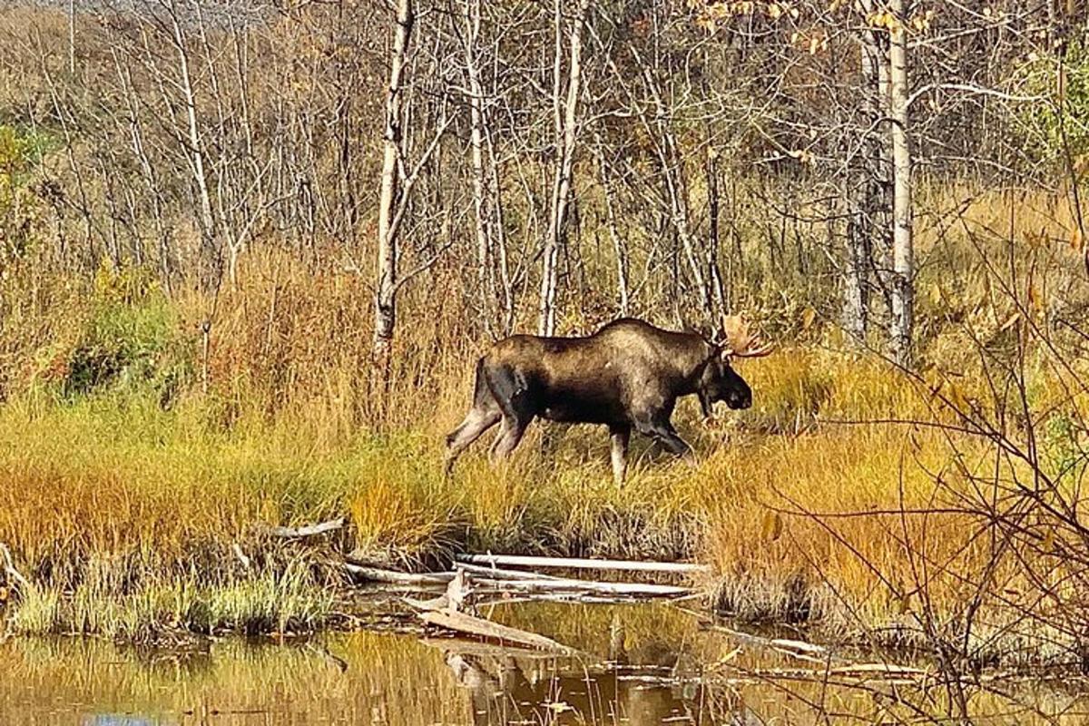 a moose running in the grass near a body of water