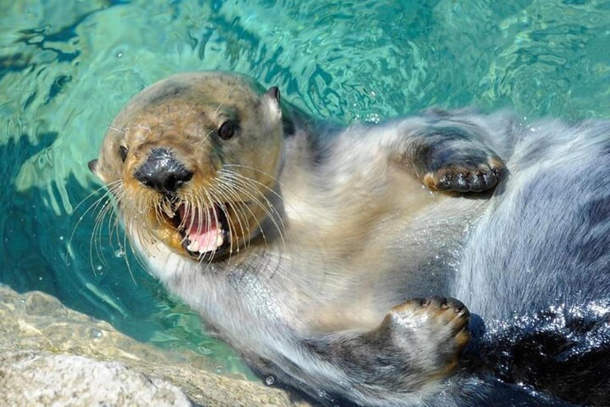 a seal swimming in the water with its mouth open