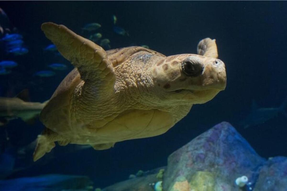 a turtle swimming in the water in an aquarium