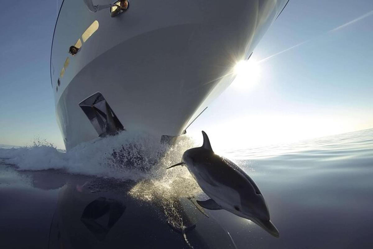 ein Delphin, der aus einem Boot im Wasser springt