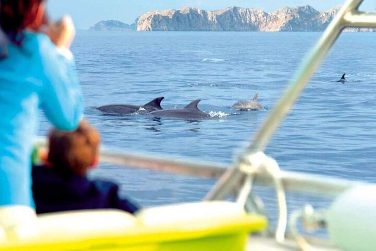 a group of dolphins swimming in the water on a boat
