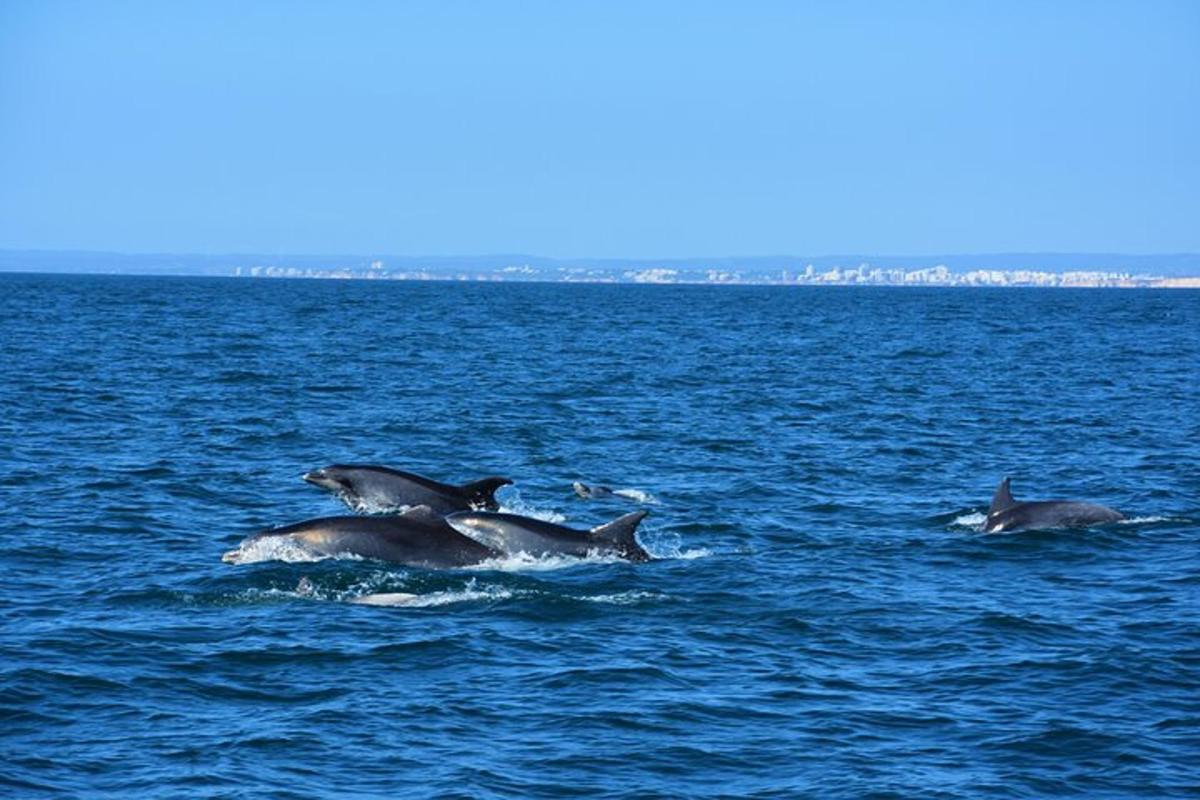 eine Gruppe von Delfinen, die im Wasser schwimmen