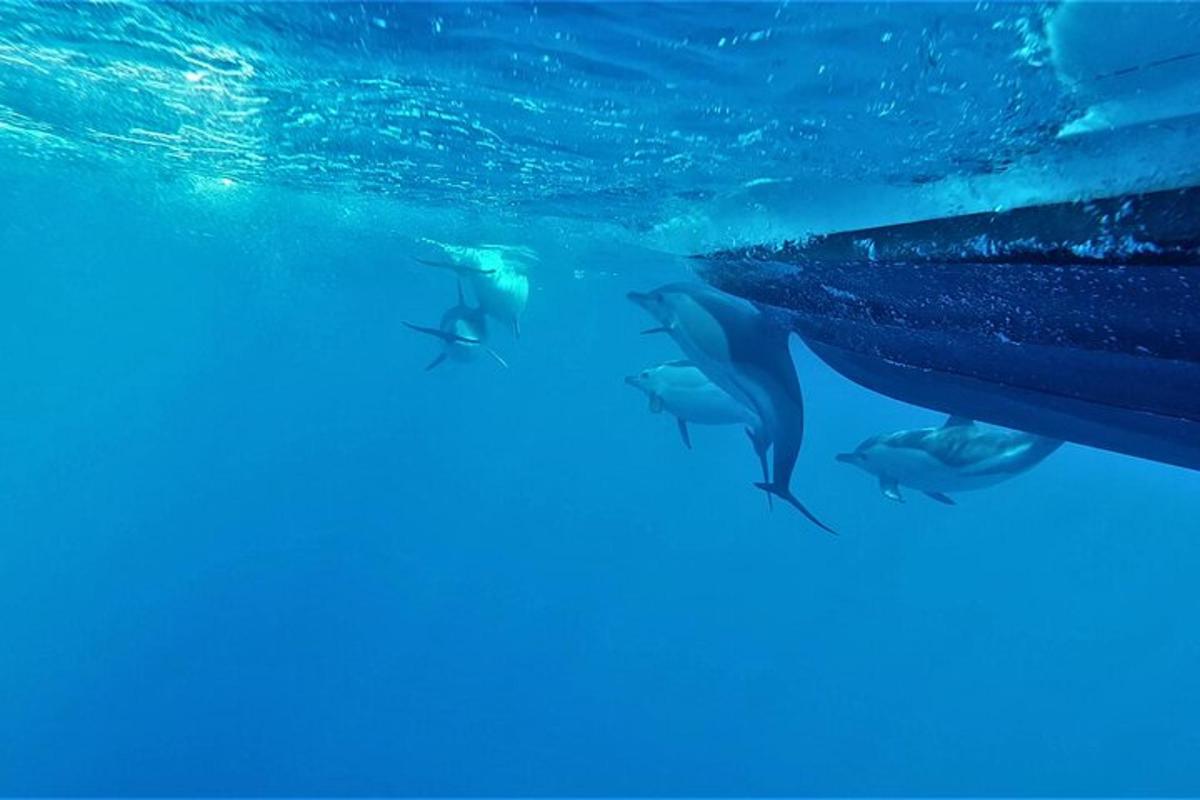 a group of dolphins swimming under the water