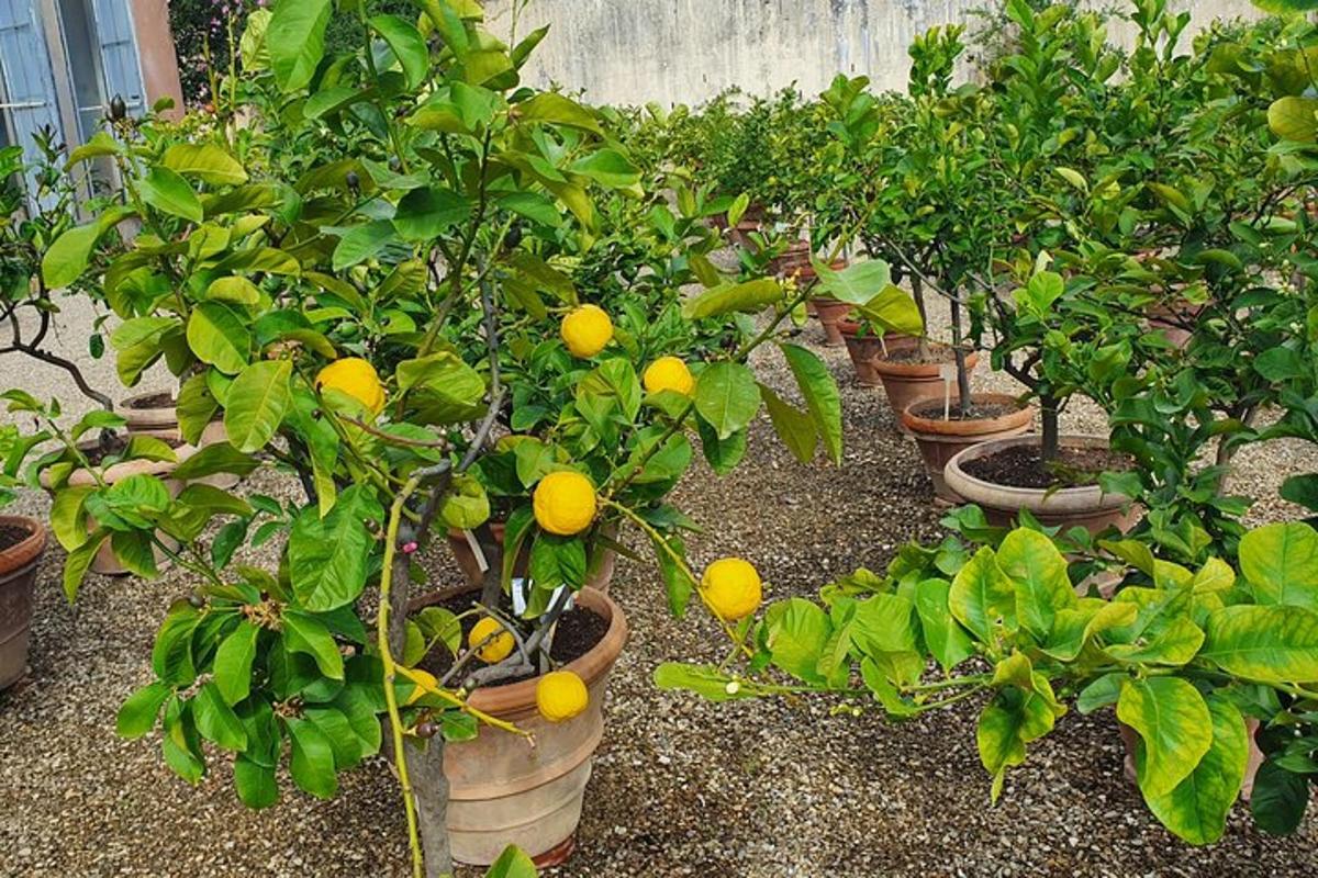 deretan pokok sitrus dengan oren di atasnya