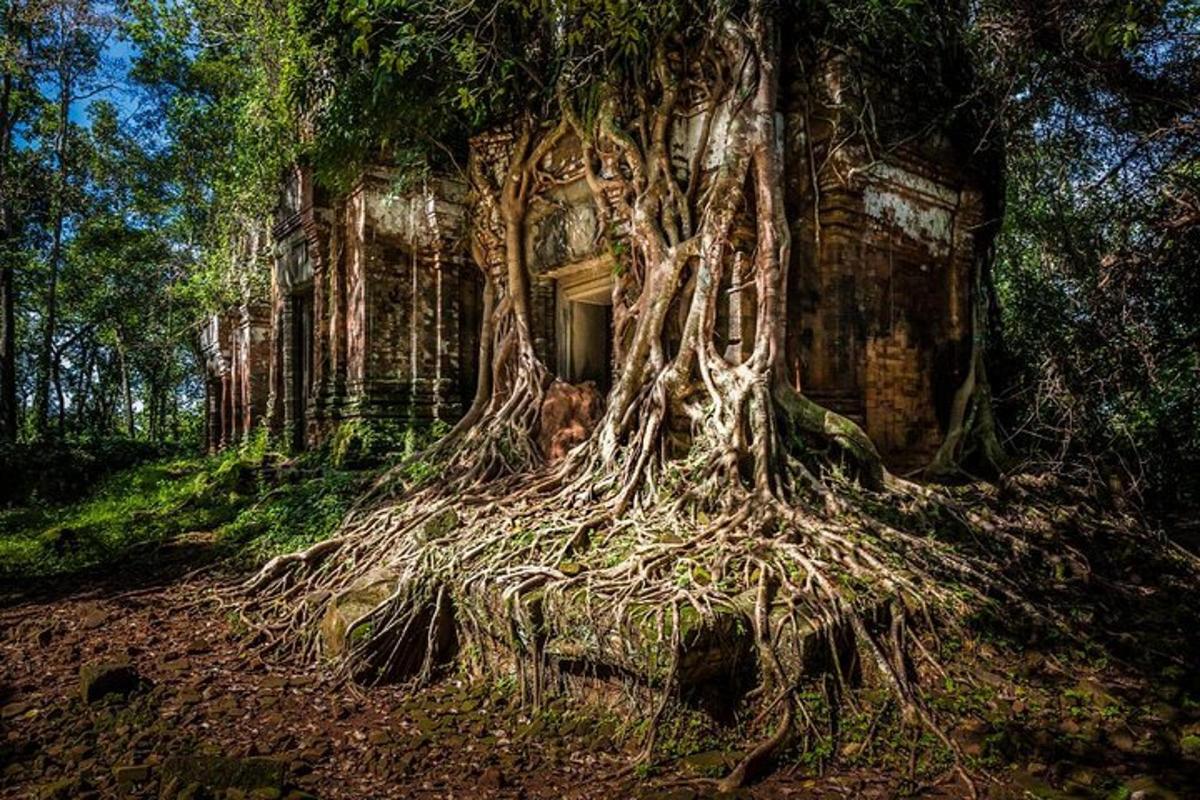 ein großer Baum mit seinen Wurzeln in einem Wald