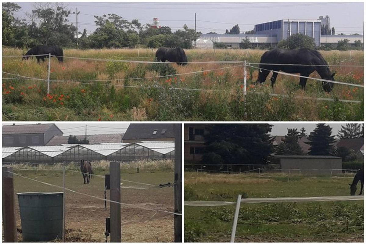 un gruppo di tre immagini di elefanti in un campo
