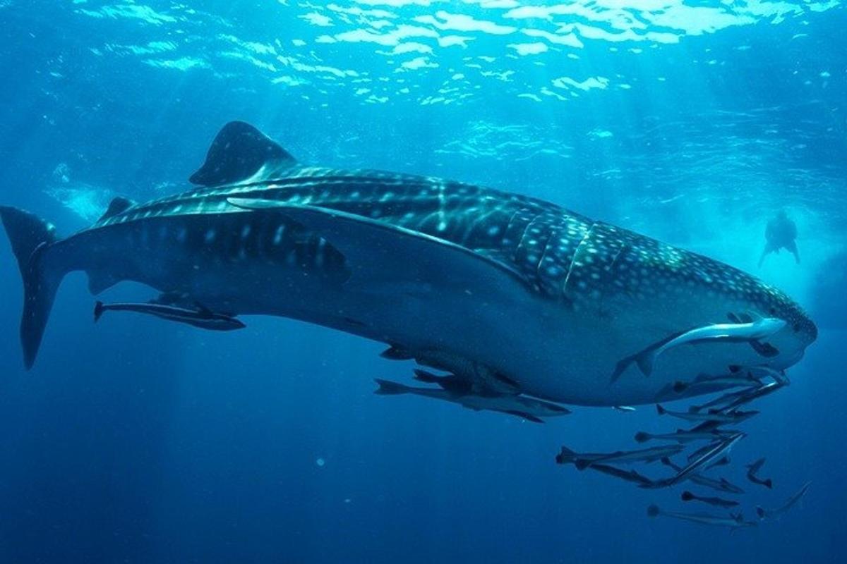 un tiburón ballena nadando en el agua