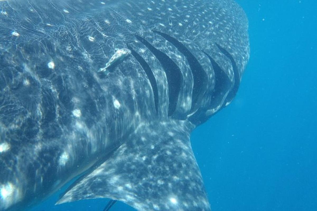 un tiburón ballena nadando en el agua