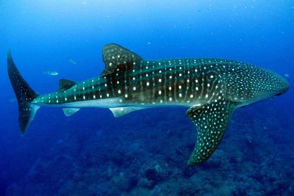 een grote walvishaai die in de oceaan zwemt