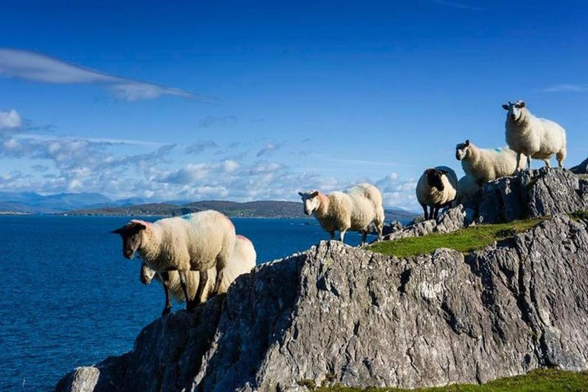 un gregge di pecore in piedi su una formazione rocciosa
