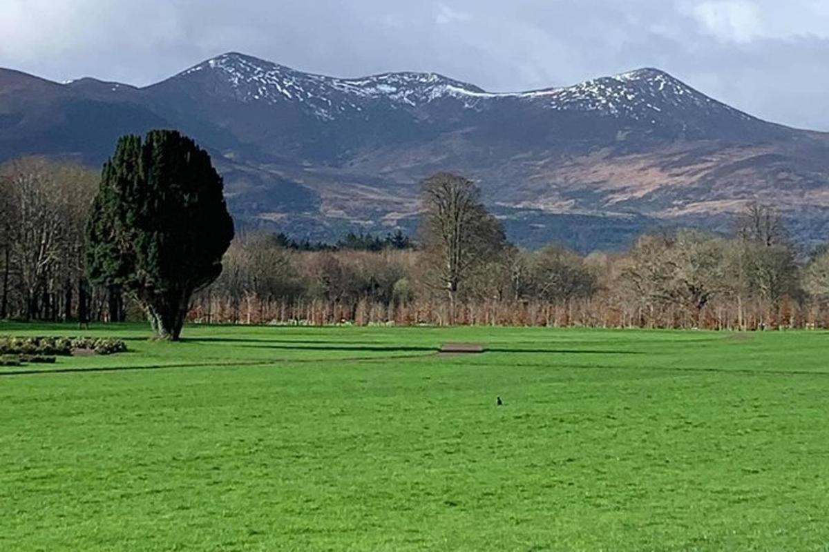 un albero in un campo con le montagne sullo sfondo