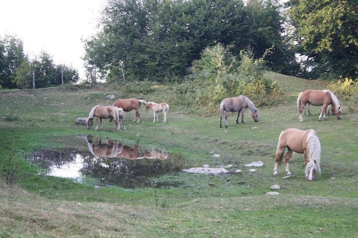 a group of horses grazing in a field near a pond