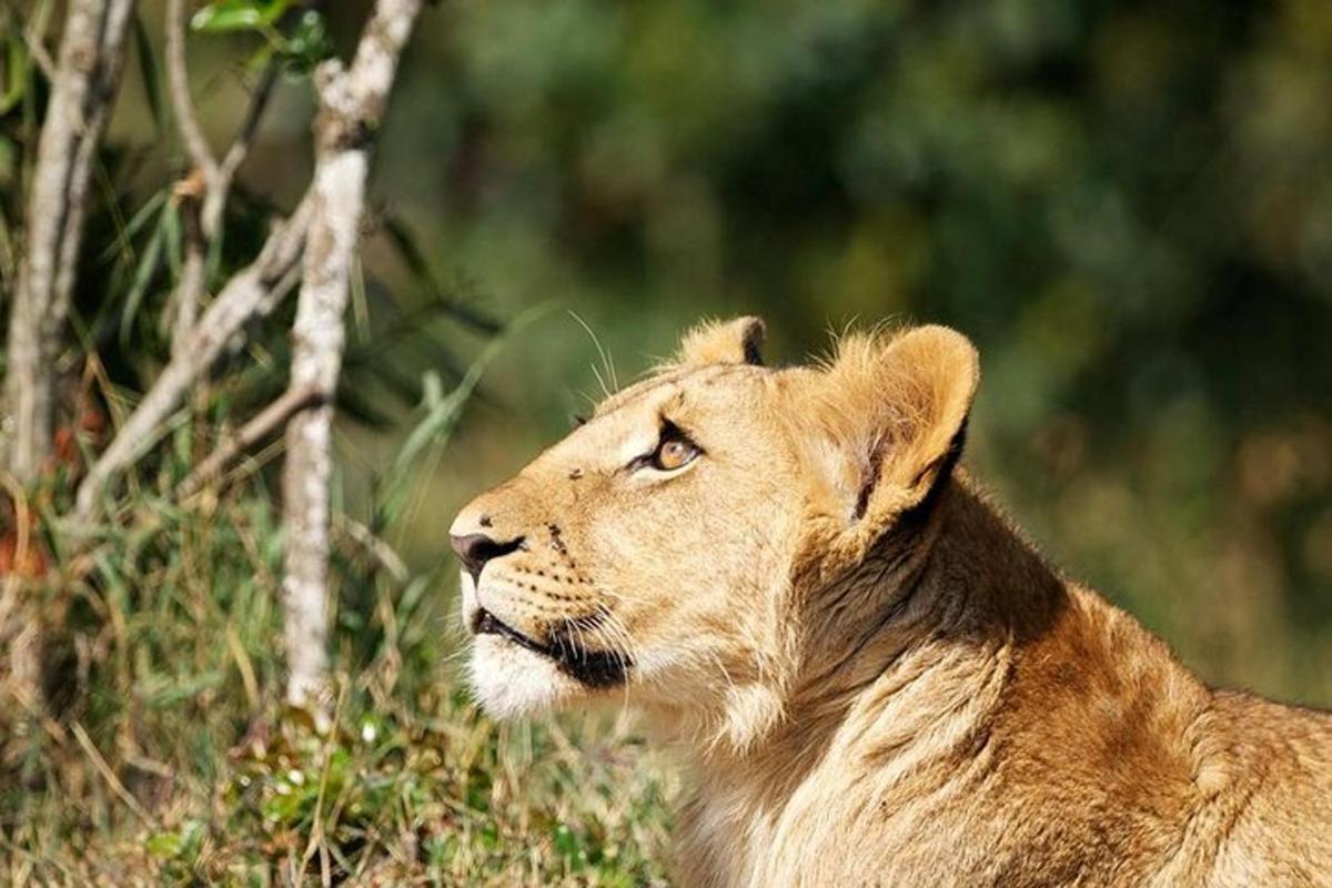 a lion laying in the grass next to a tree