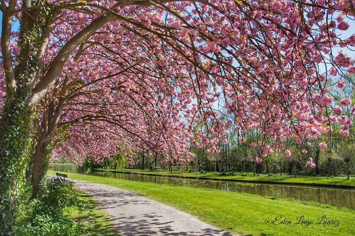 uma árvore cheia de flores rosas ao lado de uma estrada