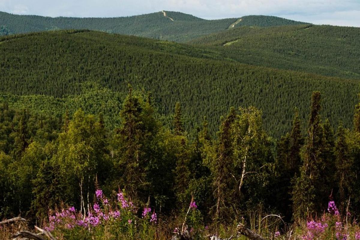 a view of a mountain with trees and flowers