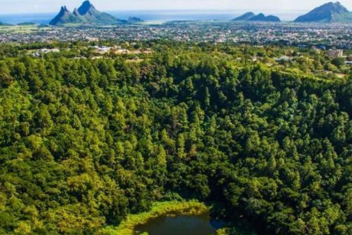 una vista aerea di una foresta con un lago