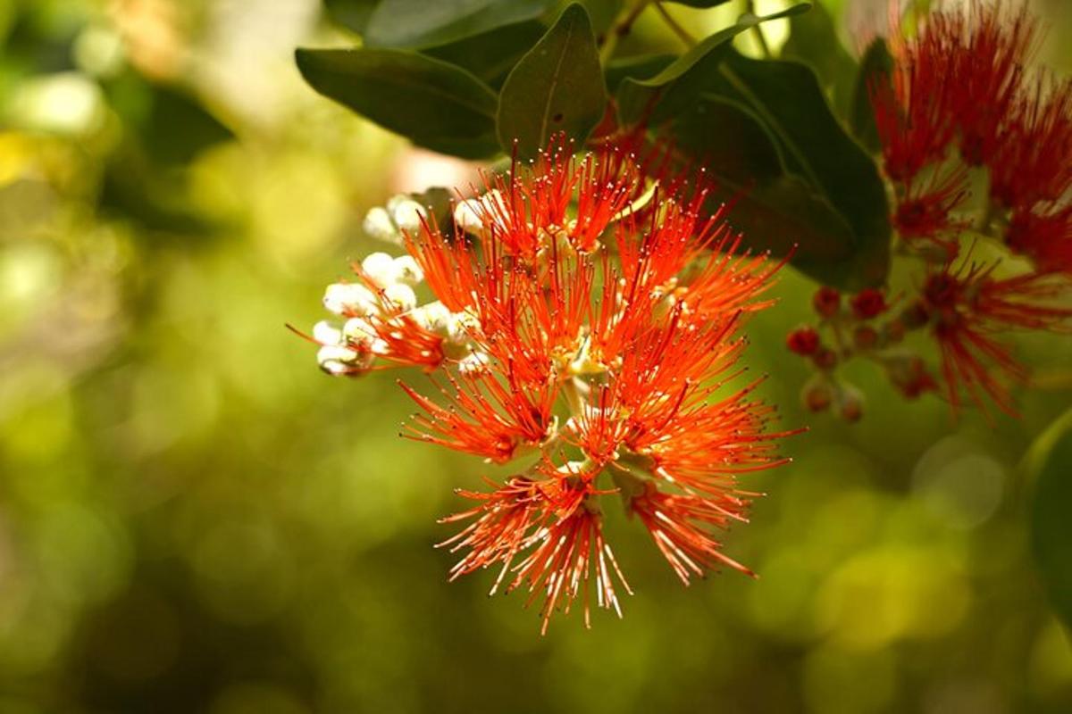 un gruppo di fiori rossi su un albero