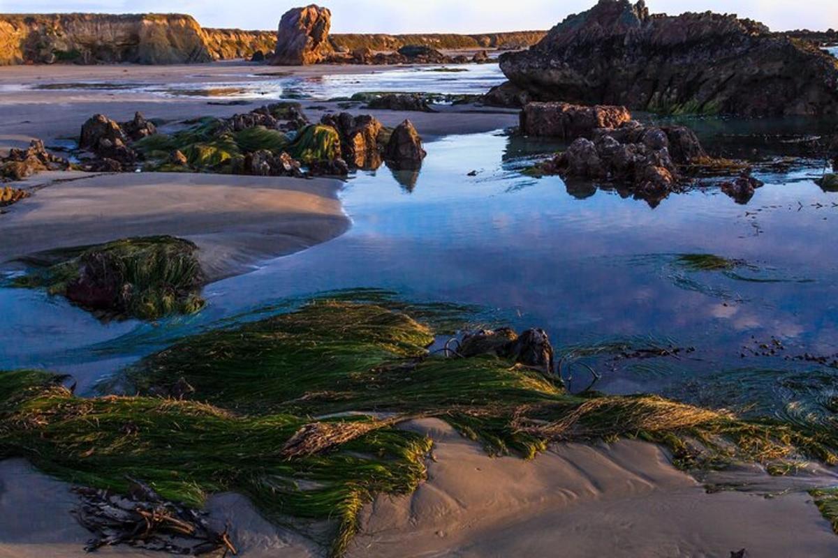 una playa con rocas y algas en el agua