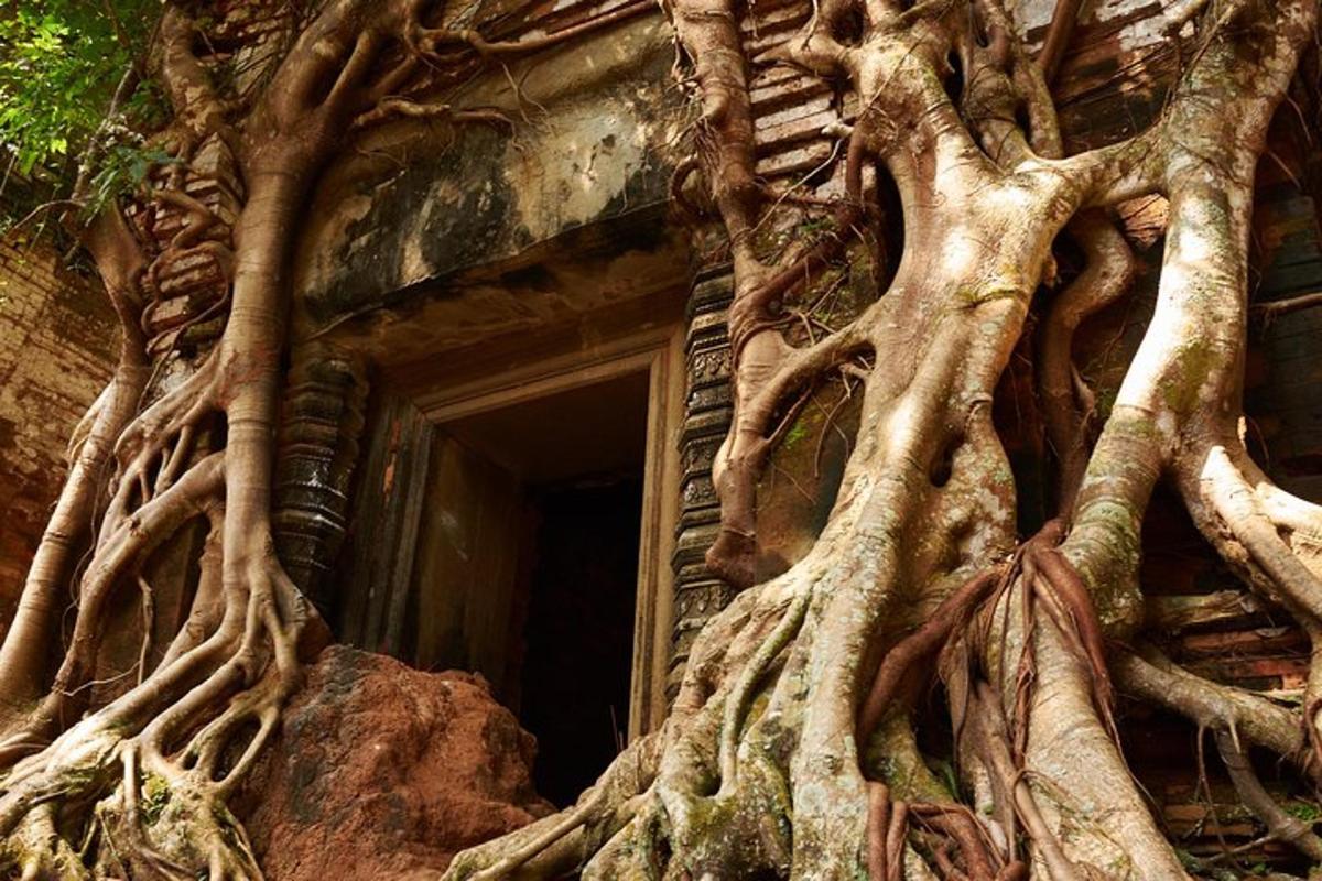 un albero che cresce lungo il lato di un edificio