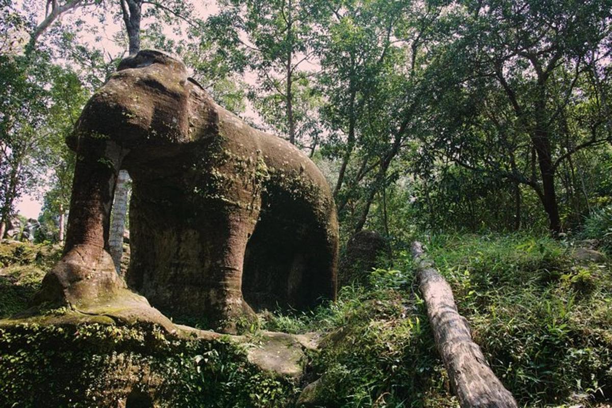un elefant dret al mig d'un bosc
