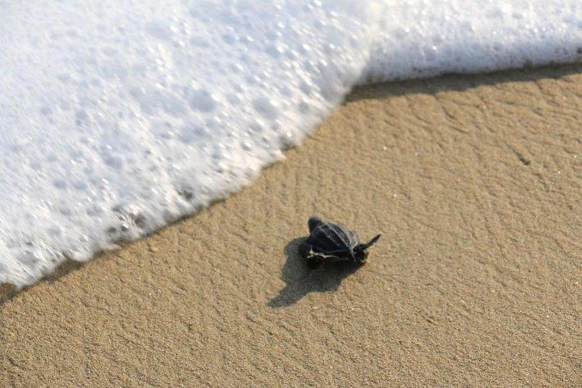 a small crab sitting on the sand at the beach