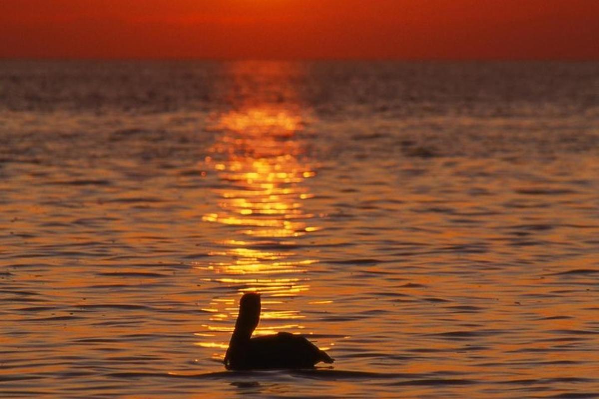 ankka ui vedessä auringonlaskun aikaan