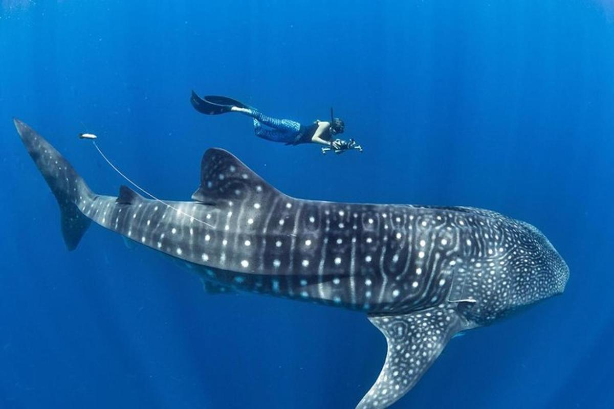 Una persona está nadando junto a un tiburón ballena.