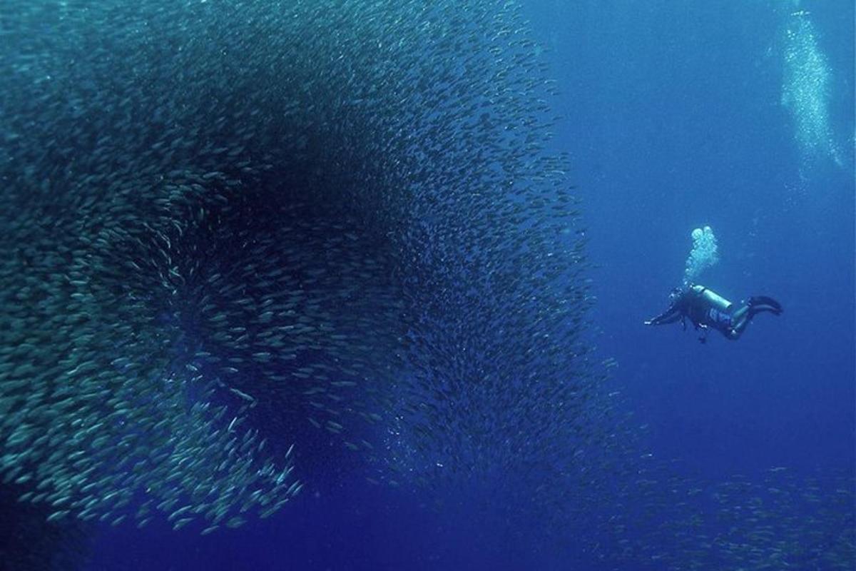 una persona nadando en el océano con un gran grupo de peces