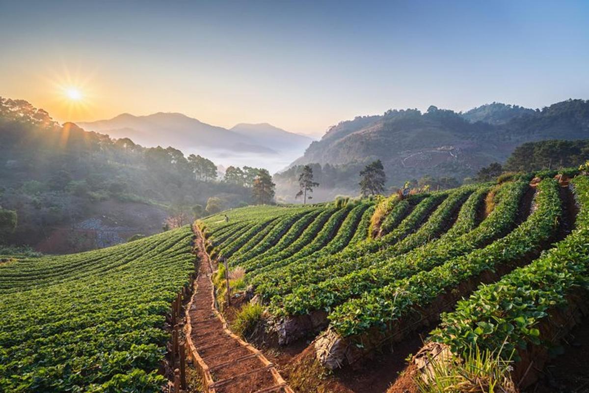 ladang tanaman hijau di atas bukit dengan matahari terbenam