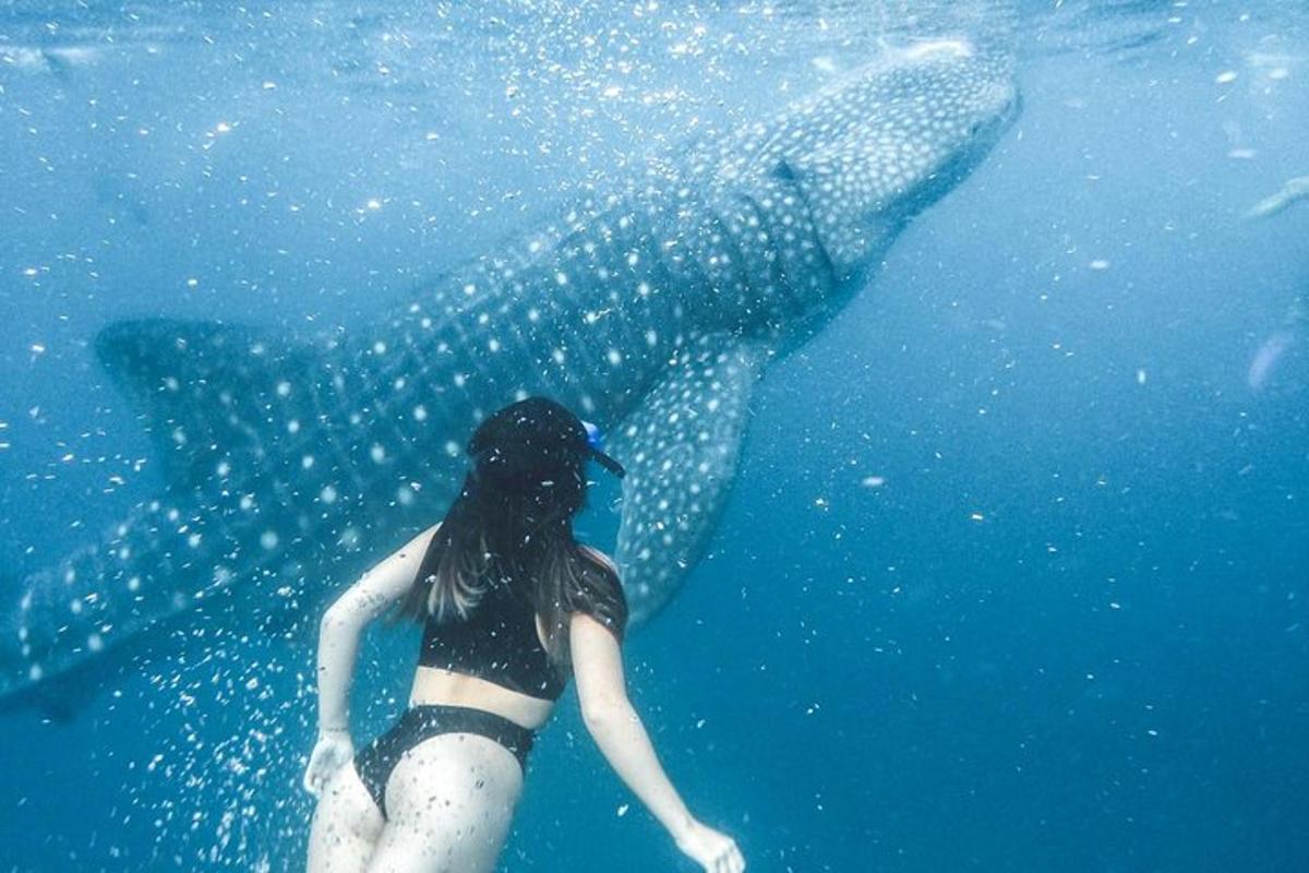 ジンベイザメの隣の水中に立っている女性
