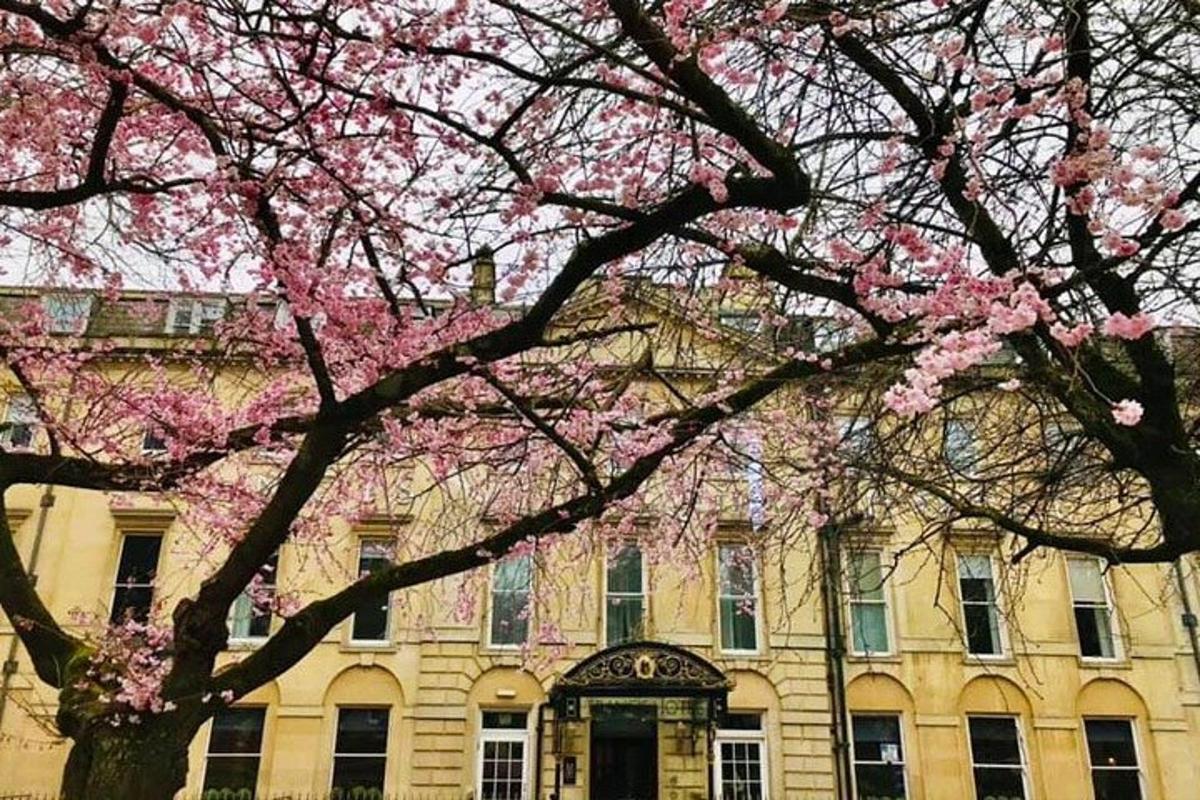 un edificio con un albero con fiori rosa di fronte